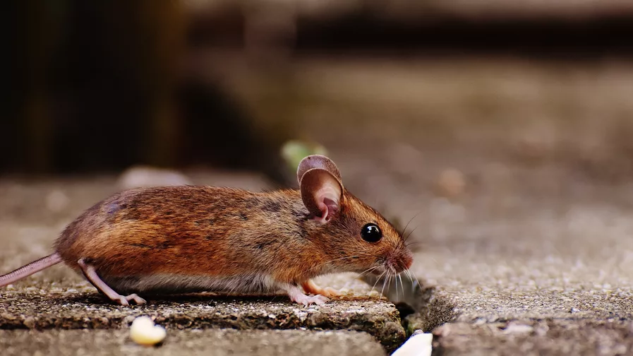 Last Van Muizen? Verjaag Ze Met Geluid - Kb Home Defense