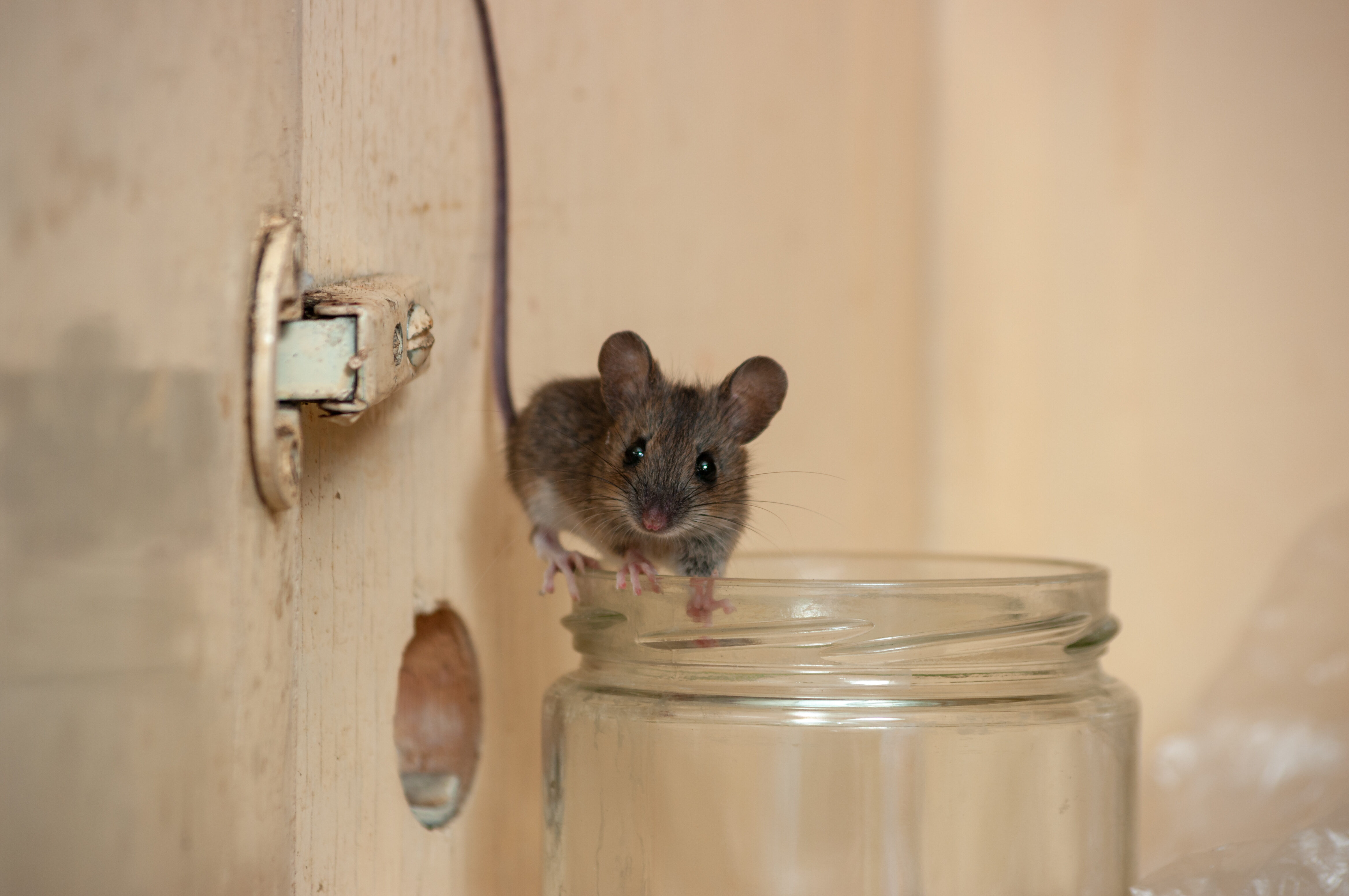 Найти мышей. Мыши в доме. Дом мышонка. Домик мышки. Мышь домашняя.