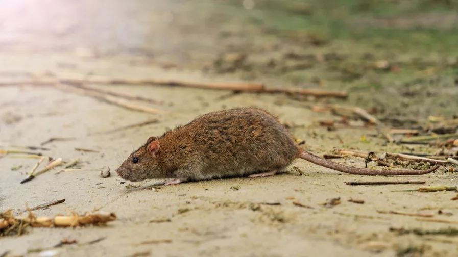 Hoe Groot Kan Een Rat Worden? Wat Is Hun Maximale Grootte?